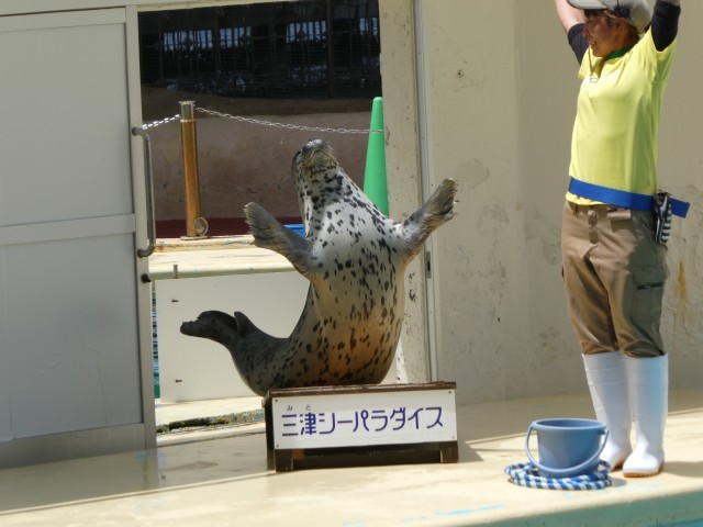 ゴマフアザラシのばんざーい！