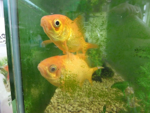 金魚は元気！